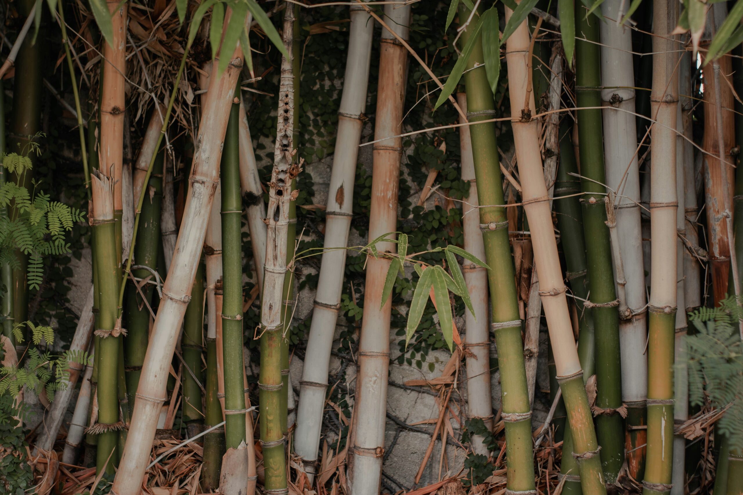 Laguna's bamboo industrialization in the works - Sustina