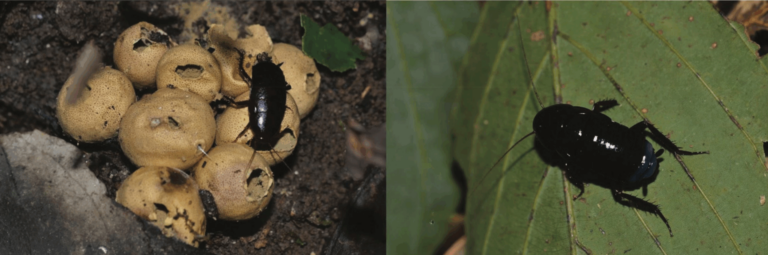 Cockroach Species in the Philippines Explored - Sustina