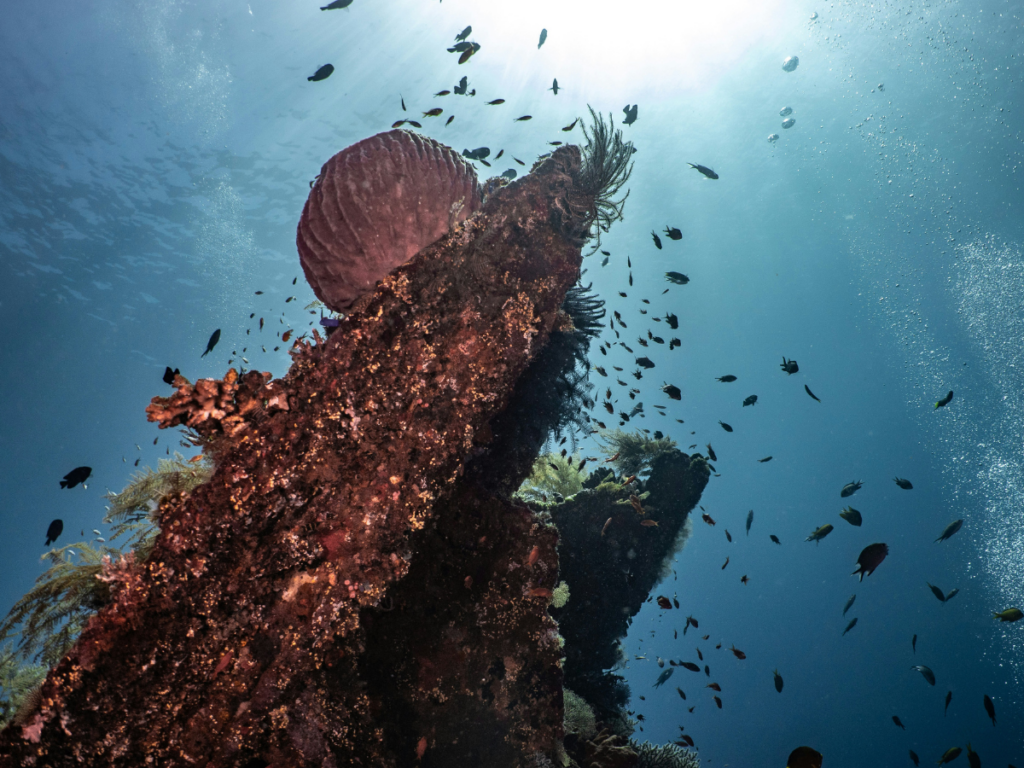 Filipino youth coalition files for ‘High Seas Marine Reservations for Future Generations’