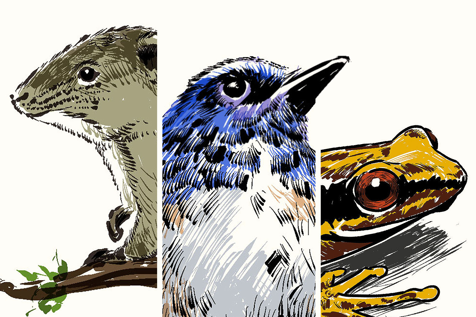 6 Rediscovered species that remind us why conservation matters