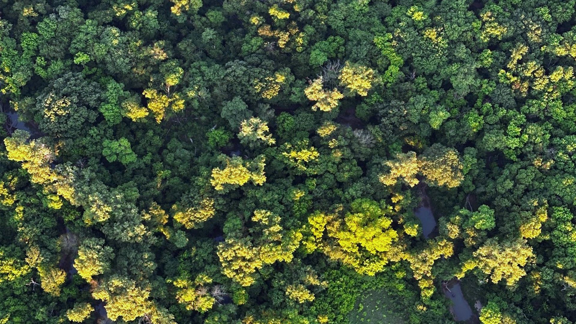 DENR partners with aDryada to restore 120,000 hectares of forest in Samar for carbon credits